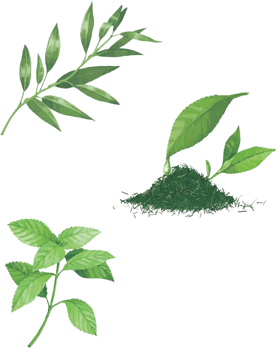 汗や皮脂・蒸れなどによる頭皮のニオイに