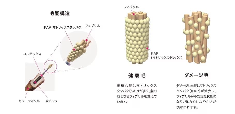 毛髪内部の密度に着目