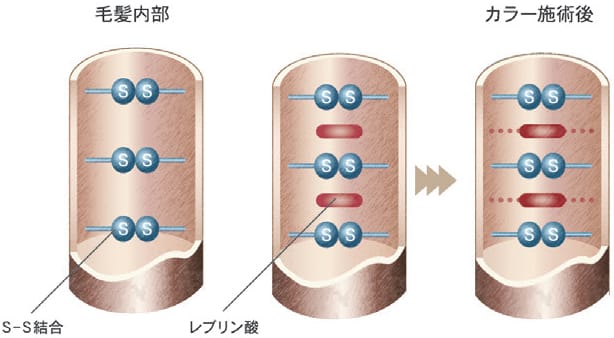 つやとやわらかさを与える