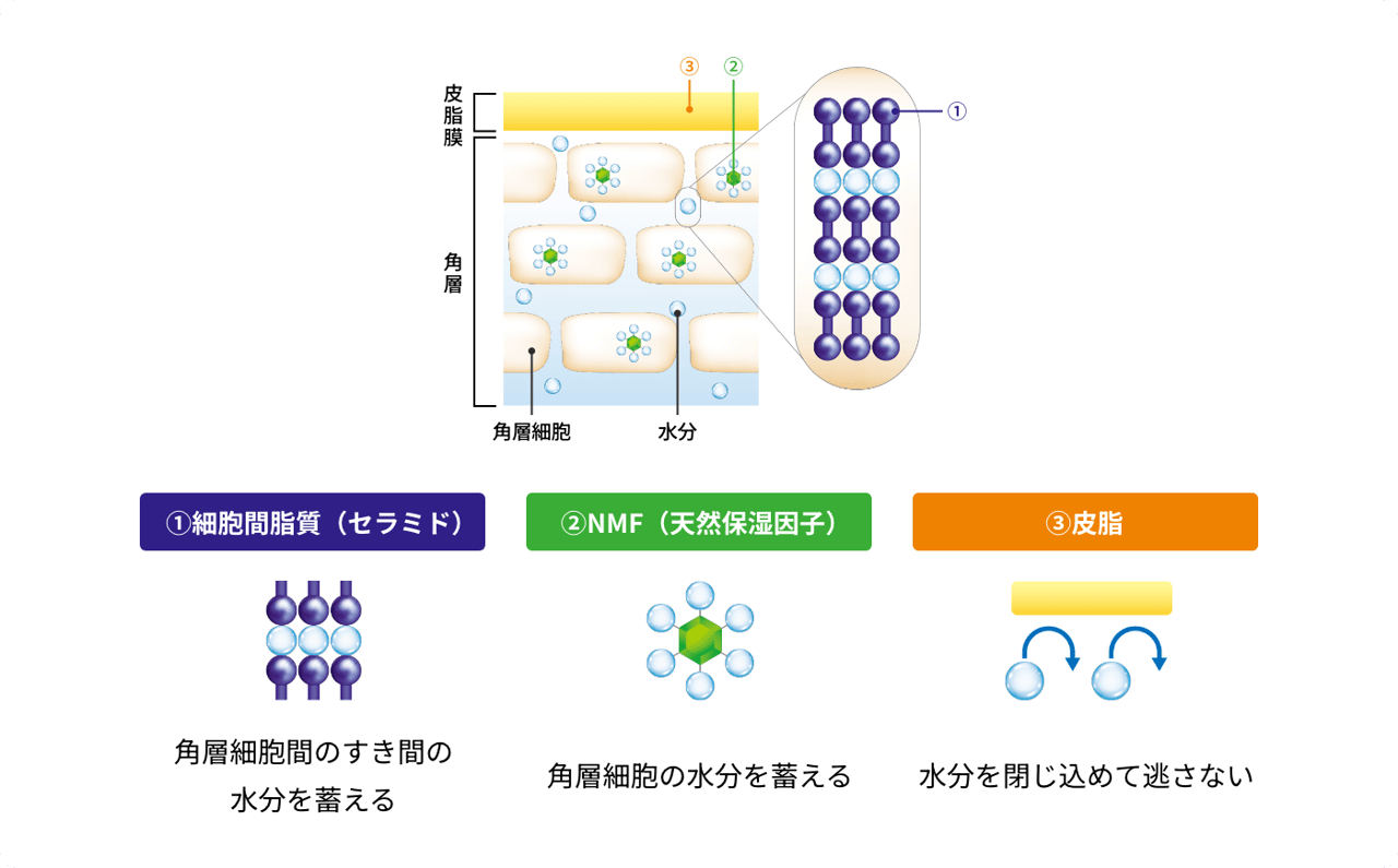 バリア機能の3因子
