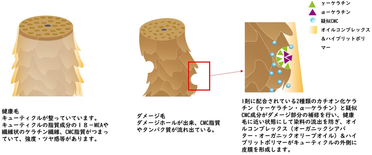 色もちについて