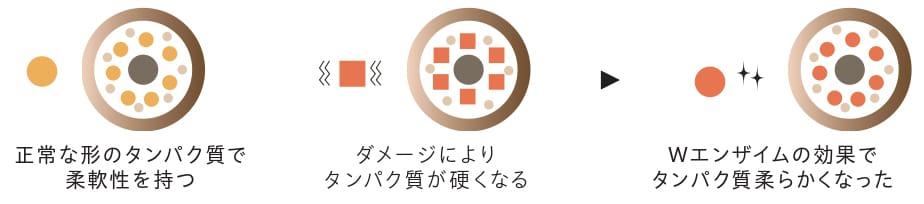 酵素の力(Wエンザイム / パパイン・ブロメライン)