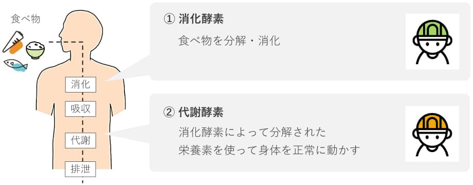 2つの酵素と優先順位