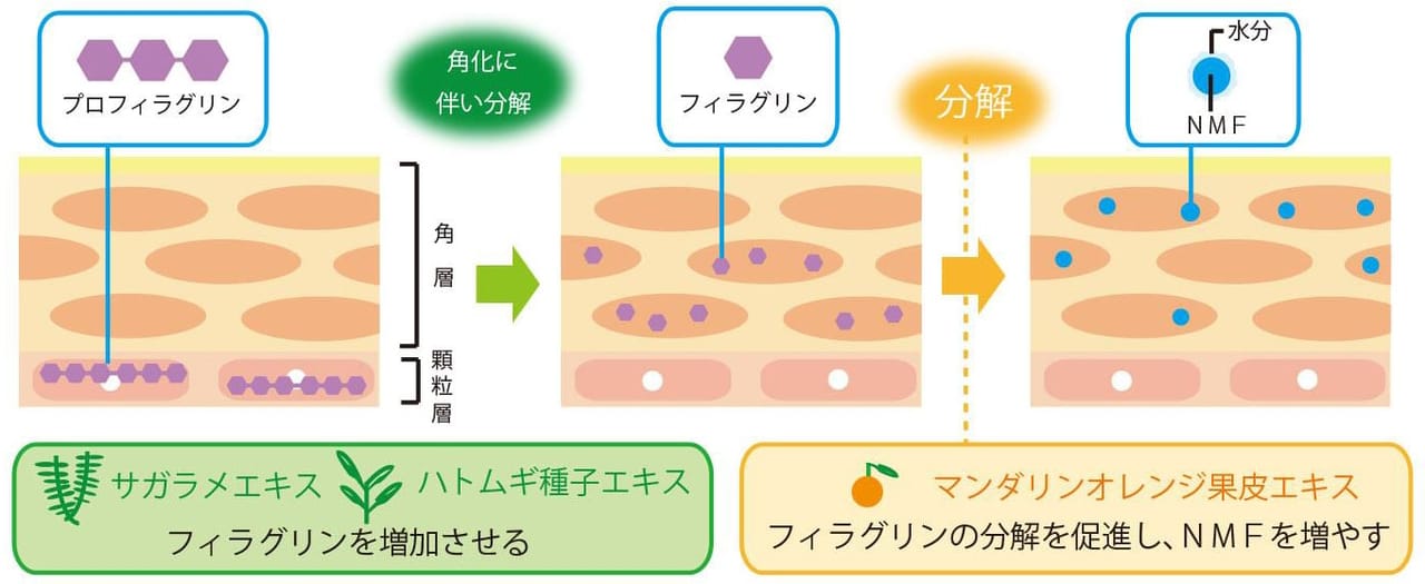 お肌を乾燥から守り、キメを整えすこやかに保ちます