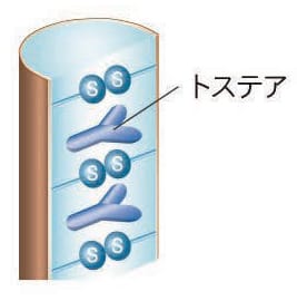 トステア(毛髪補修成分)