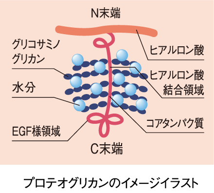 ｢産学官連携｣が拓いた“夢の美容素材”プロテオグリカン