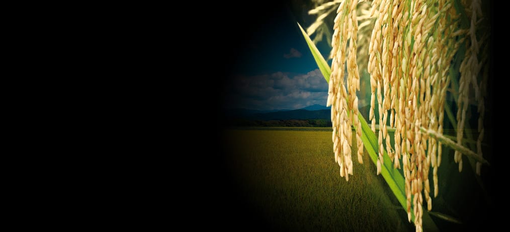100%国産米から抽出。植物性の米セラミドを高配合