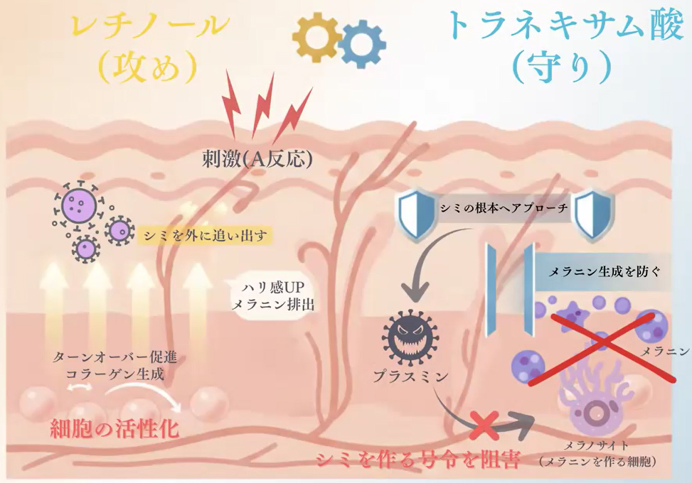 レチノール×トラネキサム酸<br>“美白アプローチ”のメカニズムのイメージ図