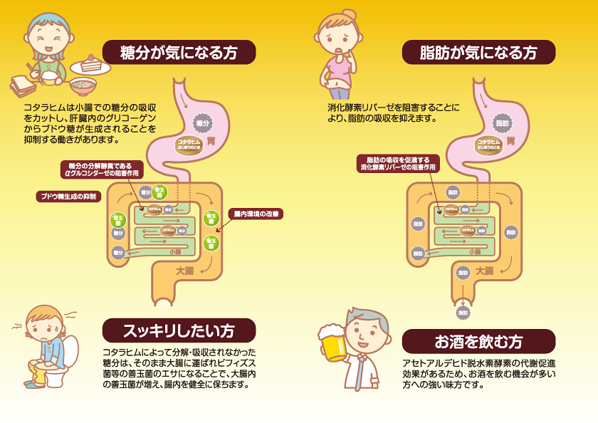 新品未開封◇コタラヒム◇はじまりのとき